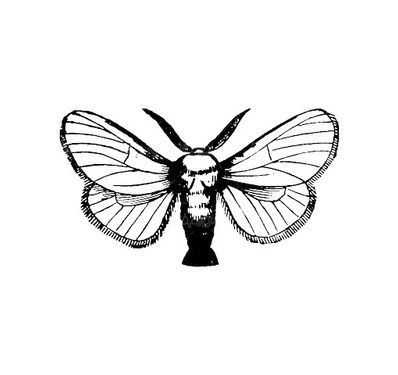 Butterfly vector