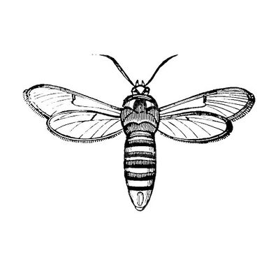 Dragonfly vector