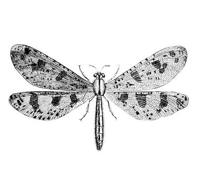 Dragonfly vector