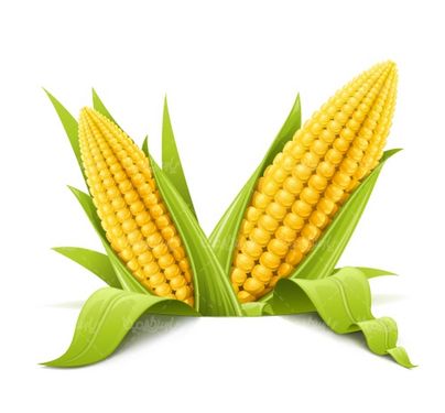 وکتور ذرت