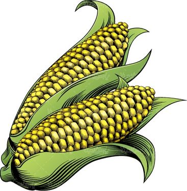 وکتور ذرت