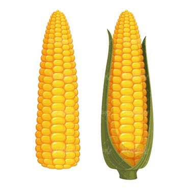 Corn vector