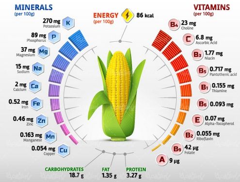 Corn vector