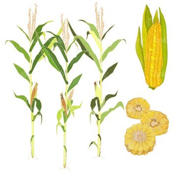 Corn vector