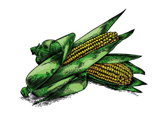Corn vector