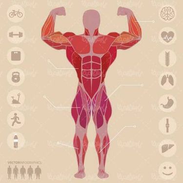 Vector Bodybuilding