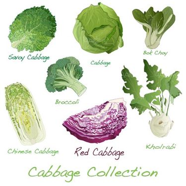 Vegetable vector