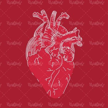 Heart vector