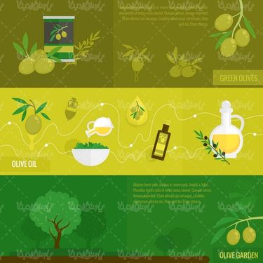 Olive Vector