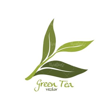 Green Tea Vector