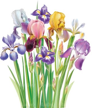Vector flower background
