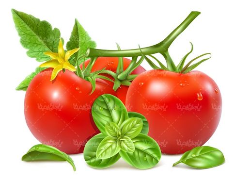 وکتور گوجه فرنگی