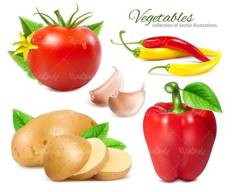وکتور گوجه فرنگی