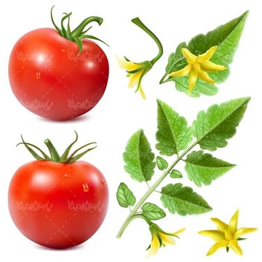 وکتور گوجه فرنگی