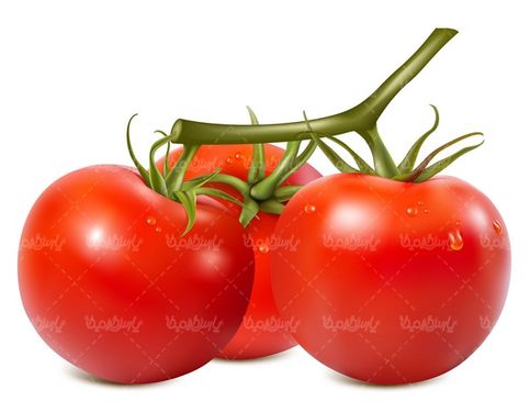 وکتور گوجه فرنگی
