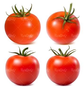 Tomato Vector