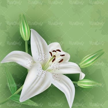 وکتور فریم گل