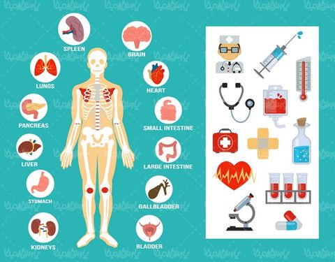 وکتور آناتومی بدن