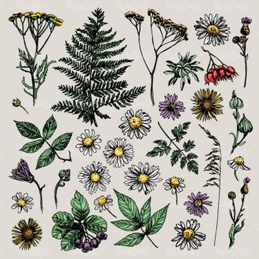 Flower vector
