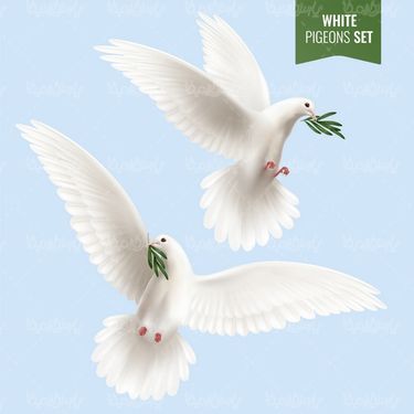 Vector white dove