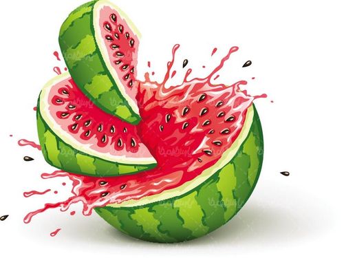 Watermelon vector