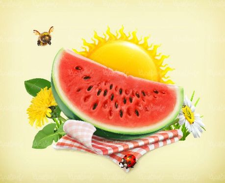 Watermelon vector