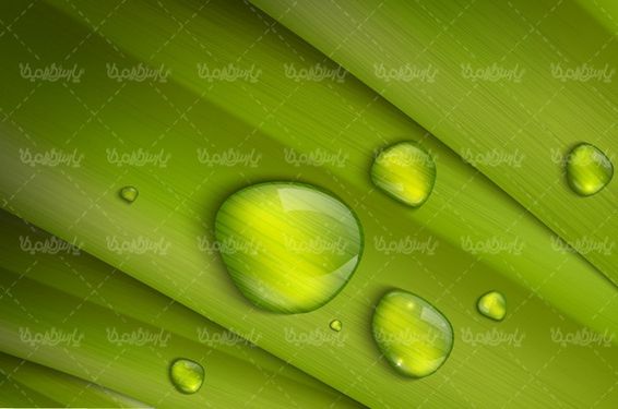 Dew background vector