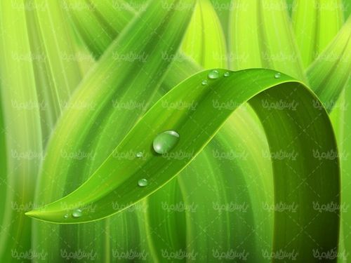 وکتور بک گراند شبنم