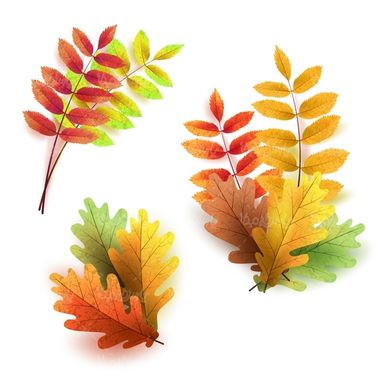 Autumn leaf vector