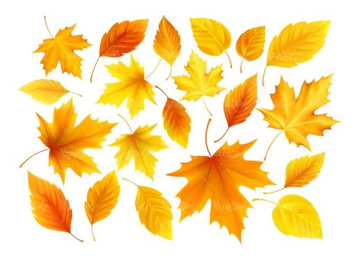 Autumn leaf vector