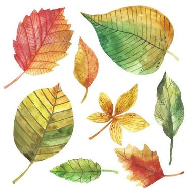Autumn leaf vector