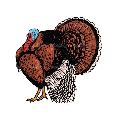 Vector turkey