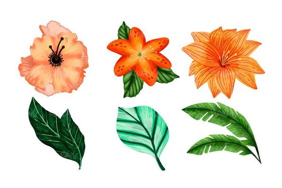 Vector leaves and flowers