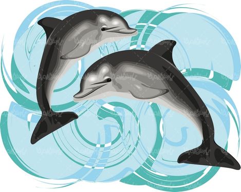 Dolphin Vector