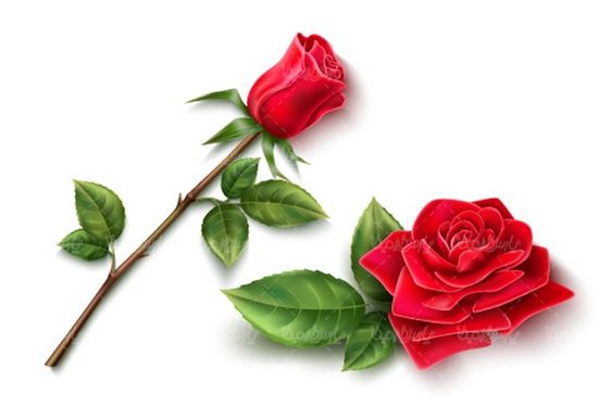 وکتور گل رز