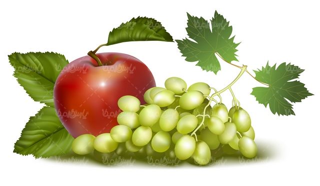 وکتور میوه
