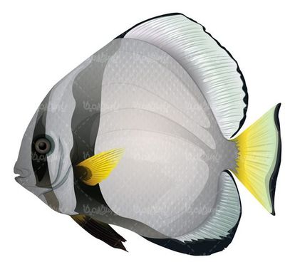 Vector fish