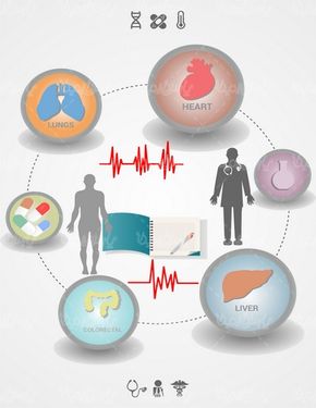 وکتور آناتومی