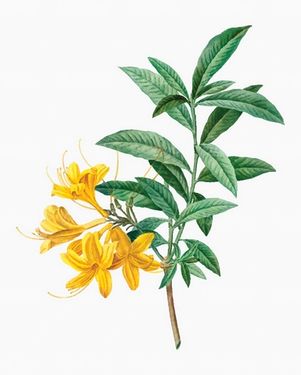 وکتور گل زیبا