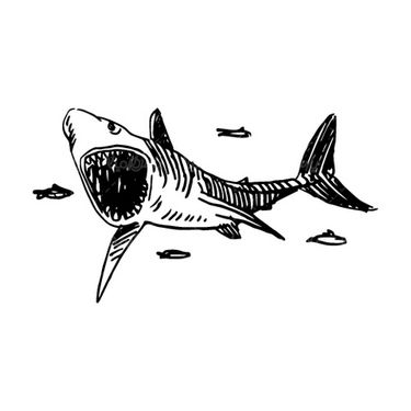 وکتور کوسه ماهی