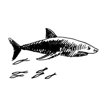 Vector shark