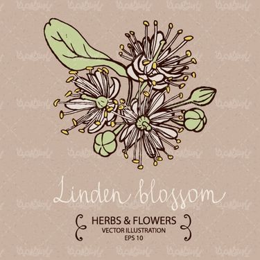 وکتور گل و بوته