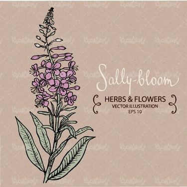 وکتور گل و بوته