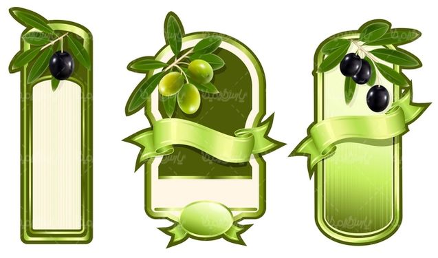 Olive Vector