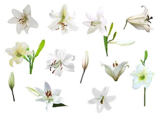 وکتور گل طبیعی