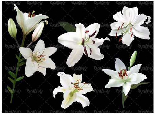 وکتور گل طبیعی