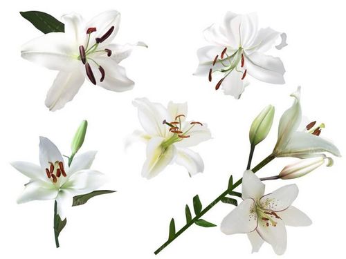 وکتور گل طبیعی