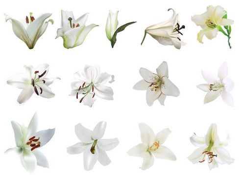 وکتور گل طبیعی