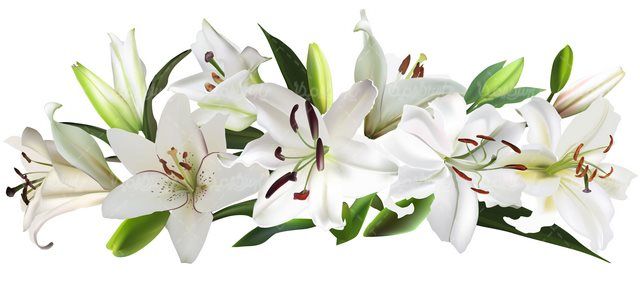 Natural flower vector