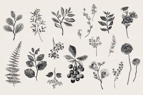 وکتور گل و بوته